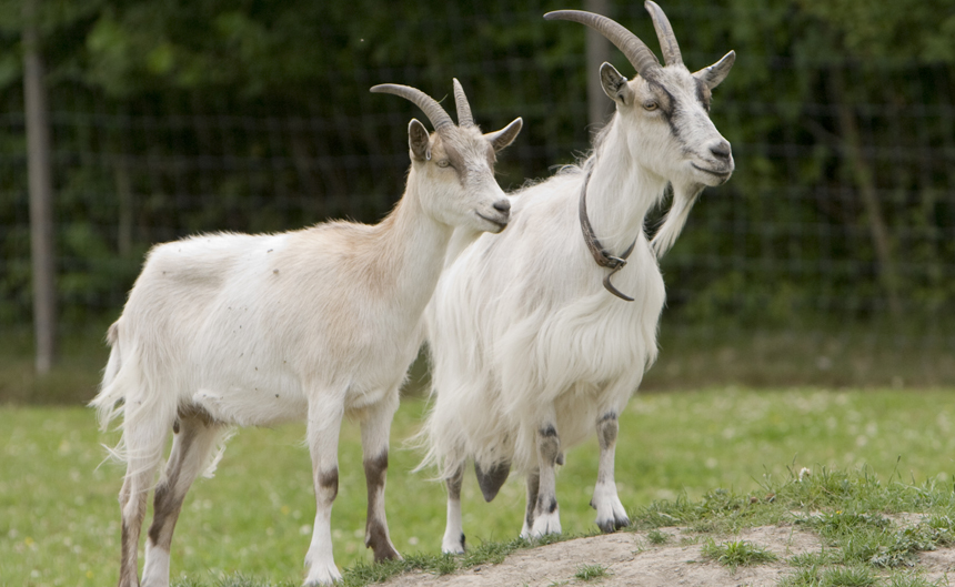 sci_Goats_Go_Inspecting_wikimedia_commons
